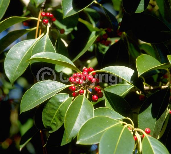 Yellow blooms; Evergreen; Needles or needle-like leaf