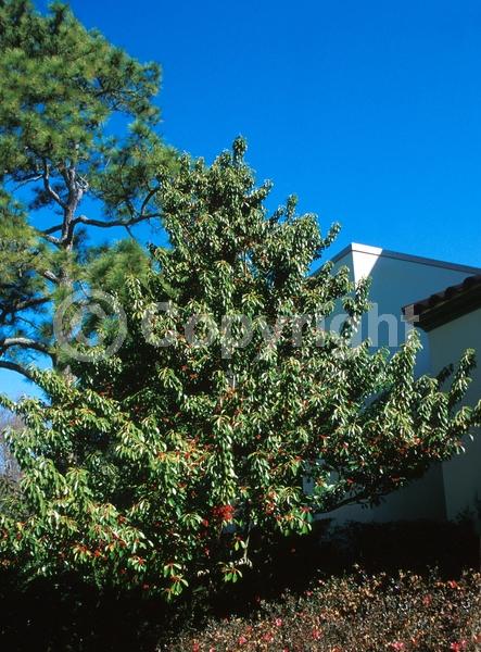 Yellow blooms; Evergreen; Needles or needle-like leaf