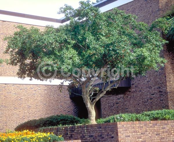 Yellow blooms; Evergreen; Needles or needle-like leaf