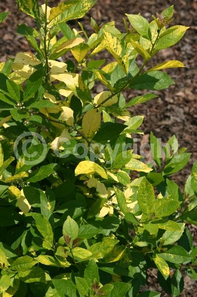 White blooms; Evergreen; Broadleaf; North American Native