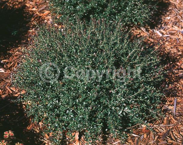 White blooms; Evergreen; North American Native