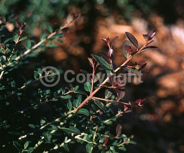 White blooms; Evergreen; North American Native