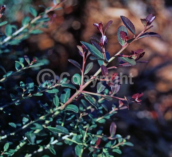 White blooms; Evergreen; North American Native