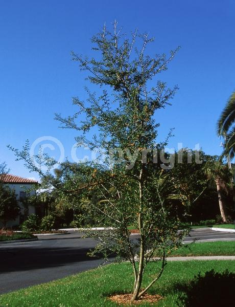 White blooms; Evergreen; North American Native
