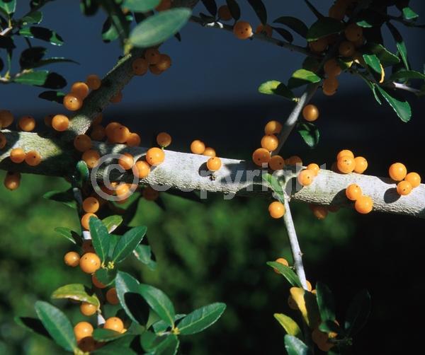 White blooms; Evergreen; North American Native