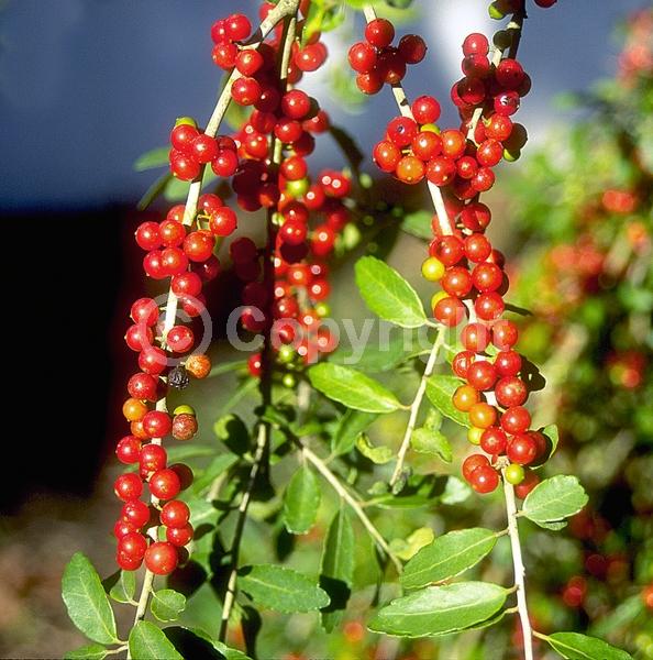 White blooms; Evergreen; North American Native