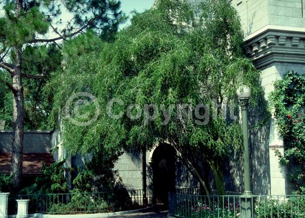 White blooms; Evergreen; North American Native