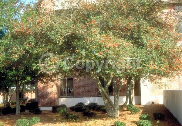 White blooms; Evergreen; North American Native