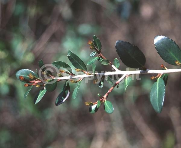 White blooms; Evergreen; North American Native