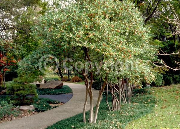 White blooms; Evergreen; North American Native