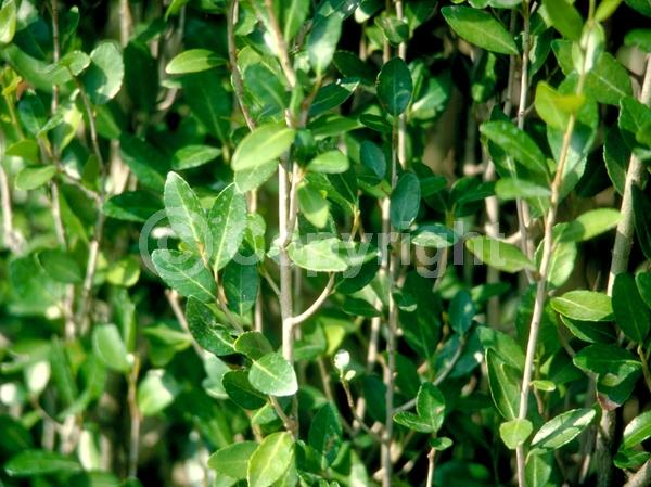 White blooms; Evergreen; North American Native