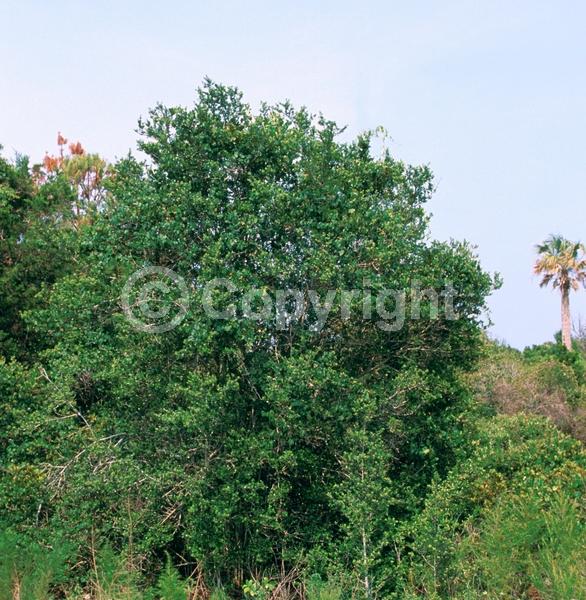 White blooms; Evergreen; North American Native