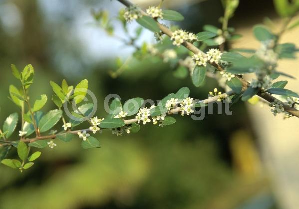 White blooms; Evergreen; North American Native