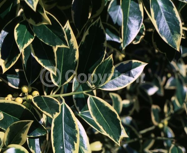 White blooms; Green blooms; Evergreen; Broadleaf