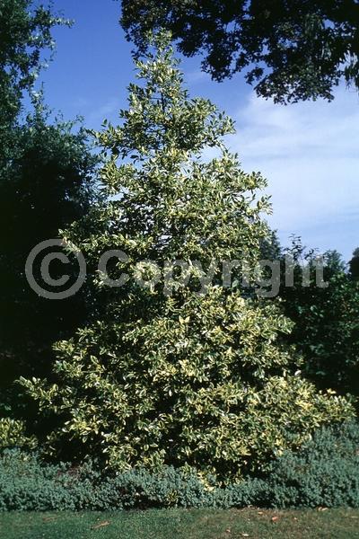 White blooms; Green blooms; Evergreen; Broadleaf