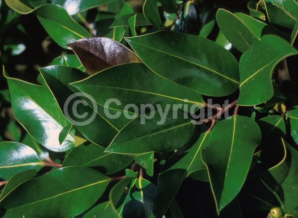 White blooms; Green blooms; Evergreen; Broadleaf