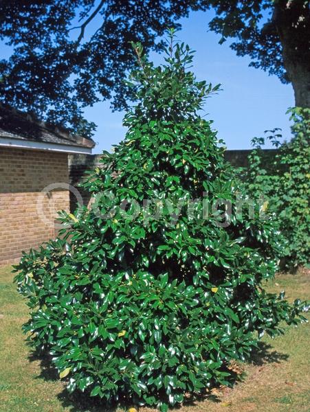 White blooms; Green blooms; Evergreen; Broadleaf