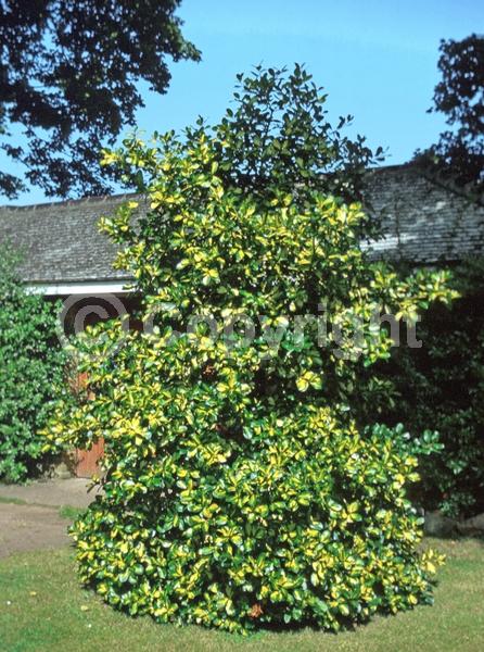 White blooms; Green blooms; Evergreen; Broadleaf