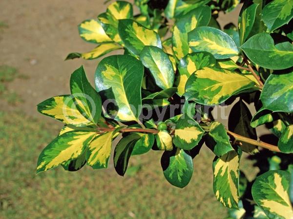 White blooms; Green blooms; Evergreen; Broadleaf