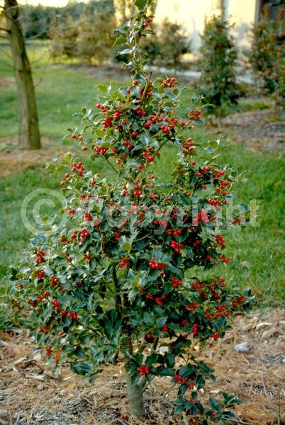 White blooms; Green blooms; Evergreen; Broadleaf