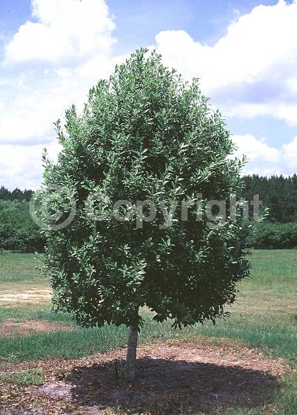 White blooms; Evergreen; Needles or needle-like leaf