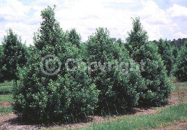 White blooms; Evergreen; Needles or needle-like leaf