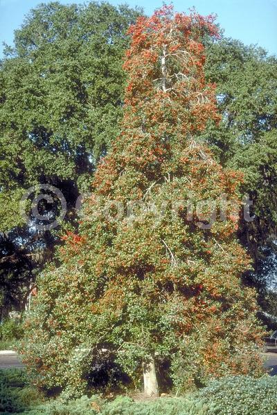 White blooms; Evergreen; Needles or needle-like leaf; 