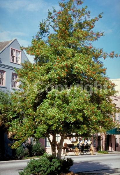 White blooms; Evergreen; Needles or needle-like leaf; 