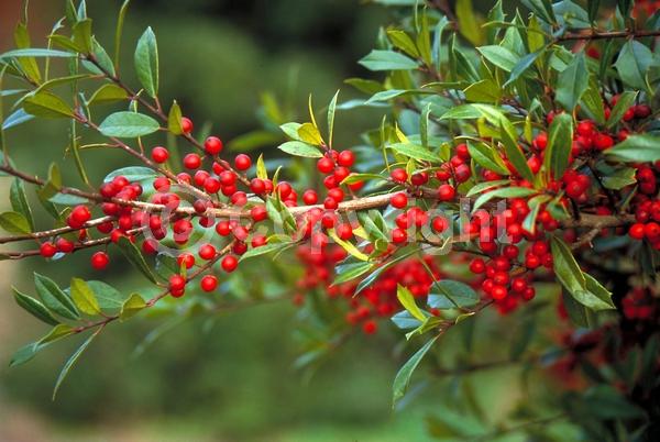 White blooms; Evergreen; Needles or needle-like leaf