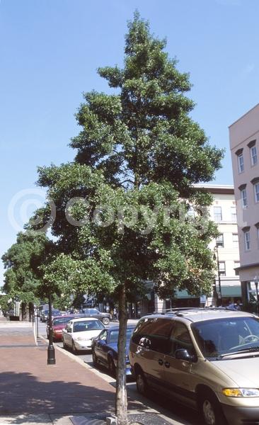 White blooms; Evergreen; Needles or needle-like leaf