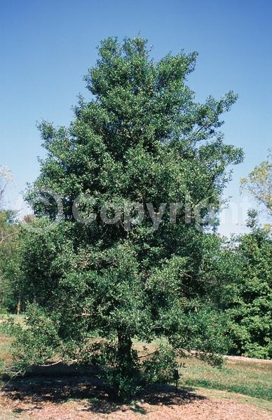 White blooms; Evergreen; Needles or needle-like leaf