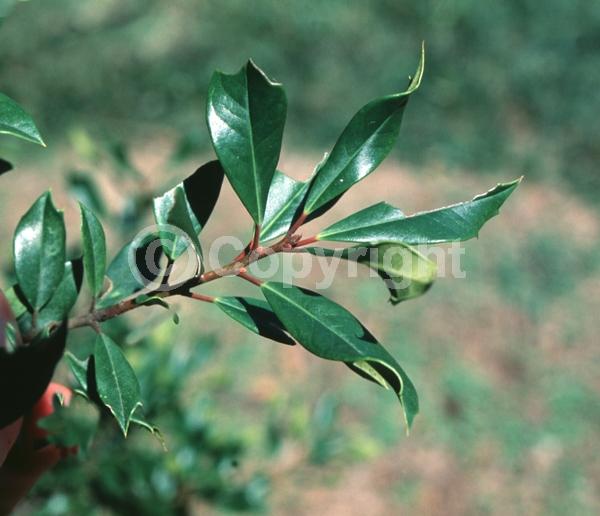White blooms; Evergreen; Needles or needle-like leaf