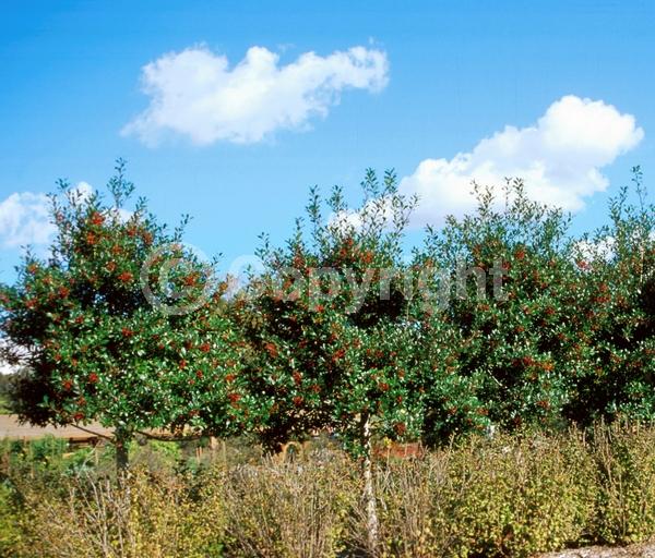 White blooms; Evergreen; Needles or needle-like leaf