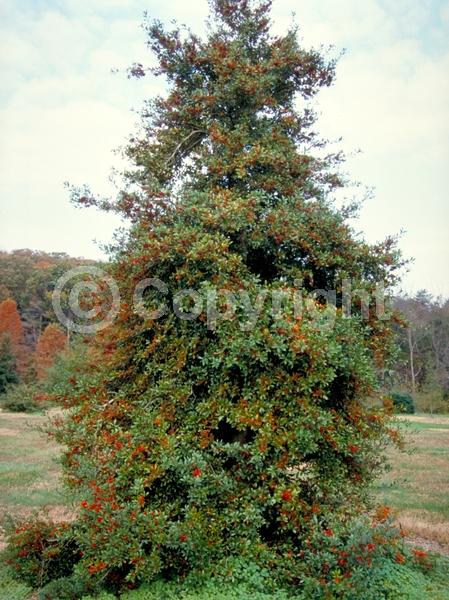 White blooms; Evergreen; Needles or needle-like leaf