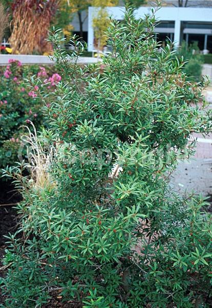 White blooms; Evergreen; Needles or needle-like leaf