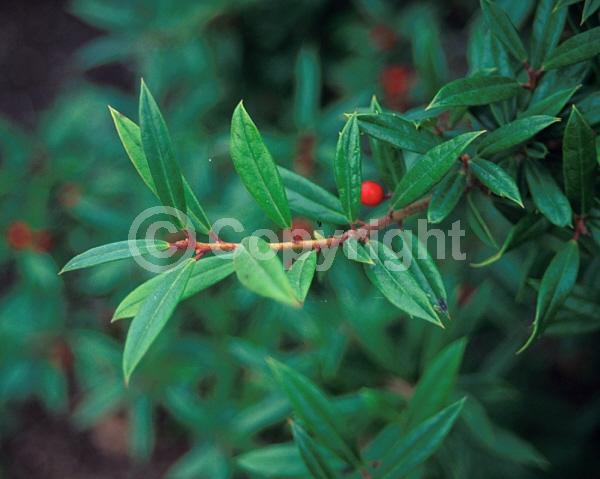 White blooms; Evergreen; Needles or needle-like leaf