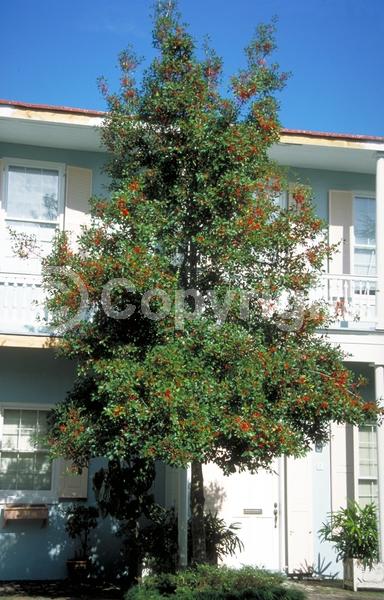 White blooms; Evergreen; Needles or needle-like leaf
