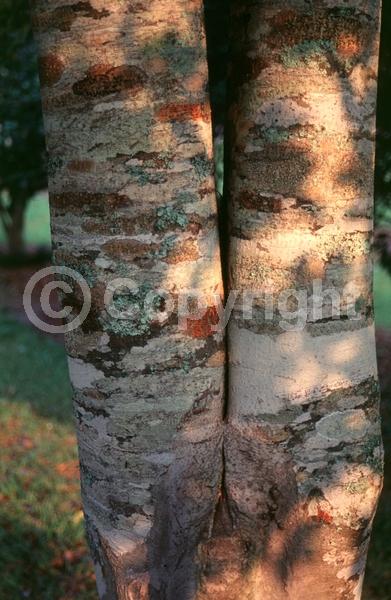 White blooms; Evergreen; Needles or needle-like leaf