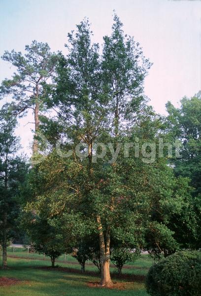 White blooms; Evergreen; Needles or needle-like leaf