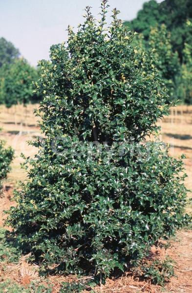 White blooms; Green blooms; Evergreen; Broadleaf; 