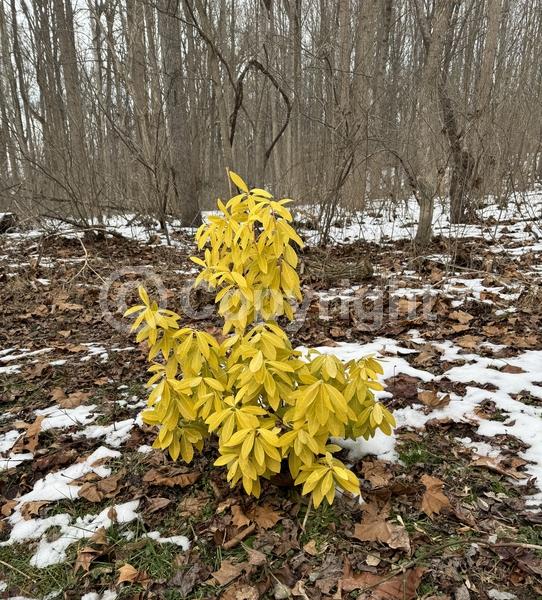 White blooms; Evergreen; North American Native
