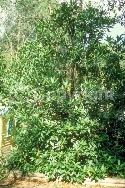 Yellow blooms; White blooms; Evergreen; Needles or needle-like leaf; North American Native