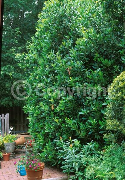 Yellow blooms; White blooms; Evergreen; Needles or needle-like leaf; North American Native