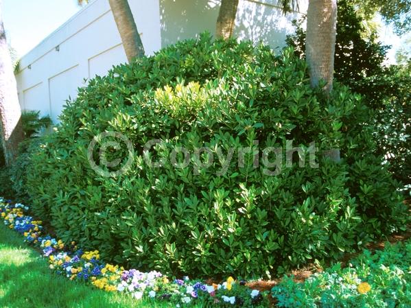 Yellow blooms; White blooms; Evergreen; Needles or needle-like leaf; North American Native