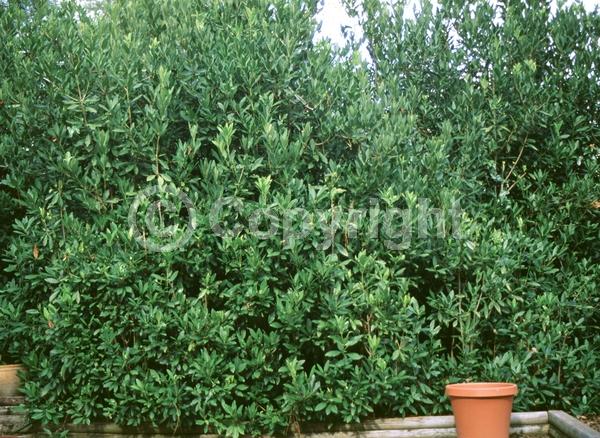 Yellow blooms; White blooms; Evergreen; Needles or needle-like leaf; North American Native