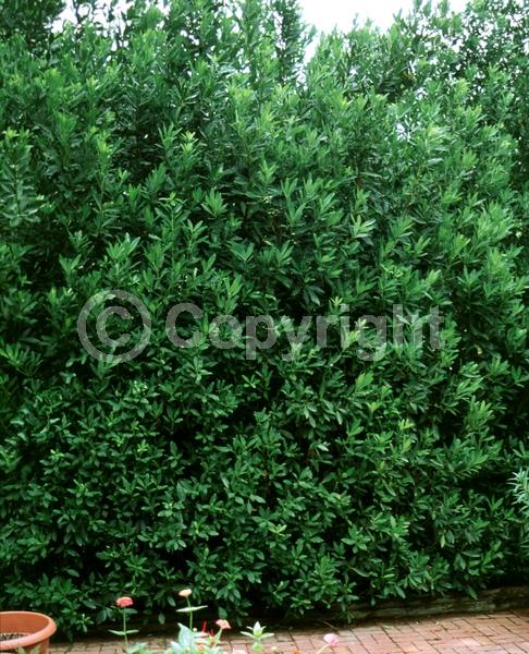 Yellow blooms; White blooms; Evergreen; Needles or needle-like leaf; North American Native