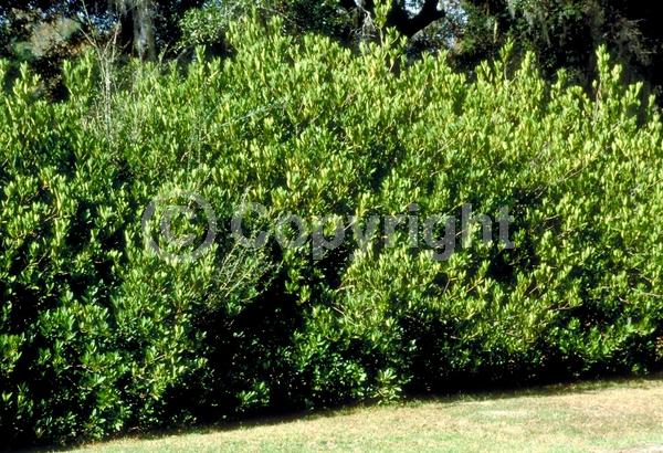 Yellow blooms; White blooms; Evergreen; Needles or needle-like leaf; North American Native