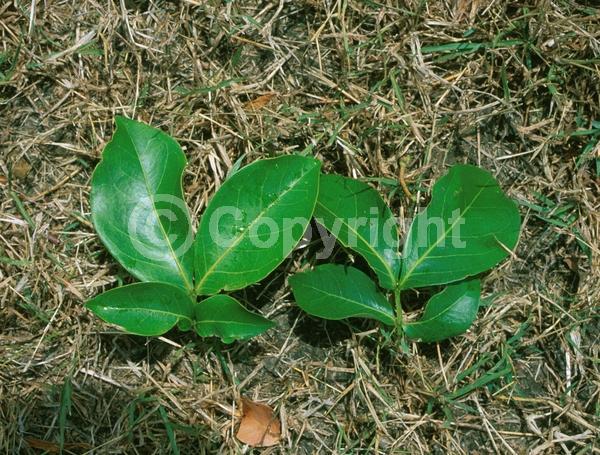 White blooms; Evergreen