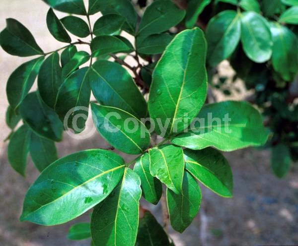 White blooms; Evergreen