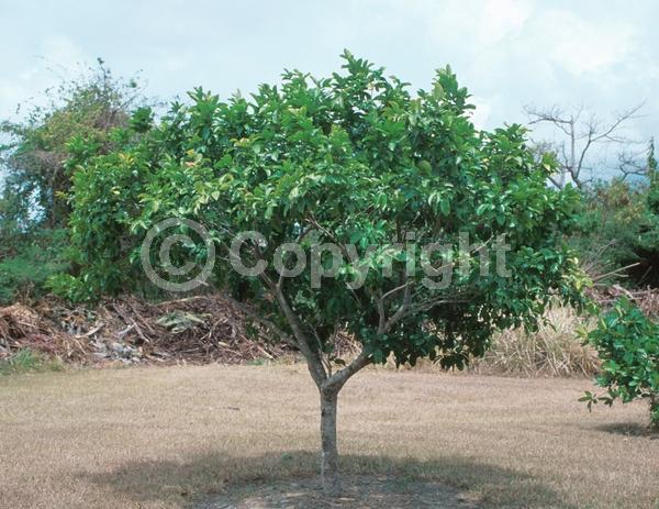 White blooms; Evergreen